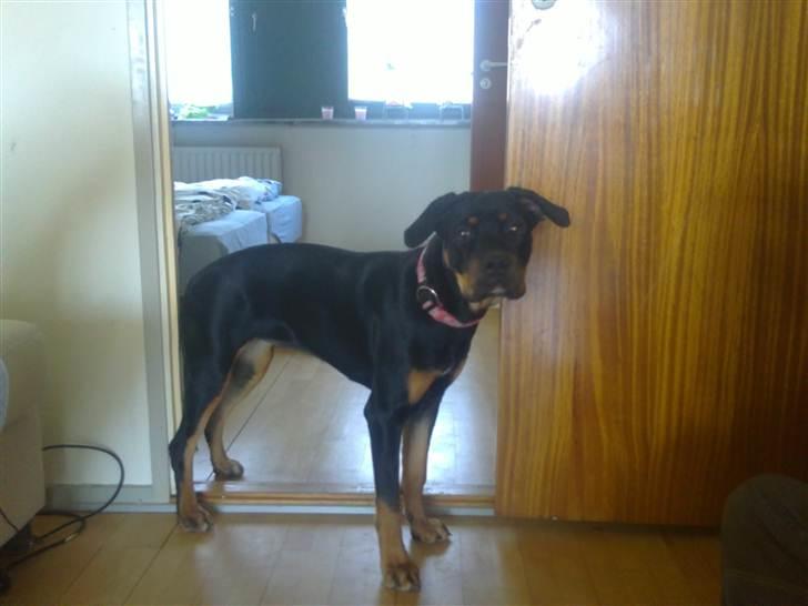 Blanding af racer Hunden ( rotte/cc ) - lige inden vi hentede hende billede 2