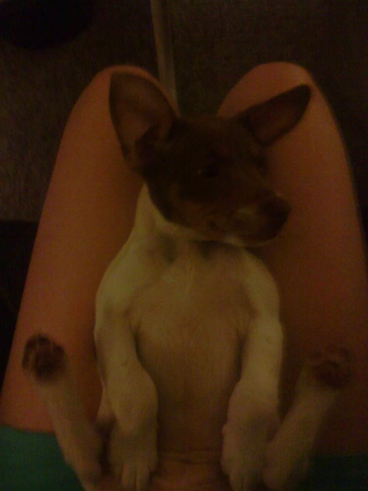 Dansk svensk gaardhund Nuggi - Nuggi med strit ører. Godt hun fik hænge ører. billede 7