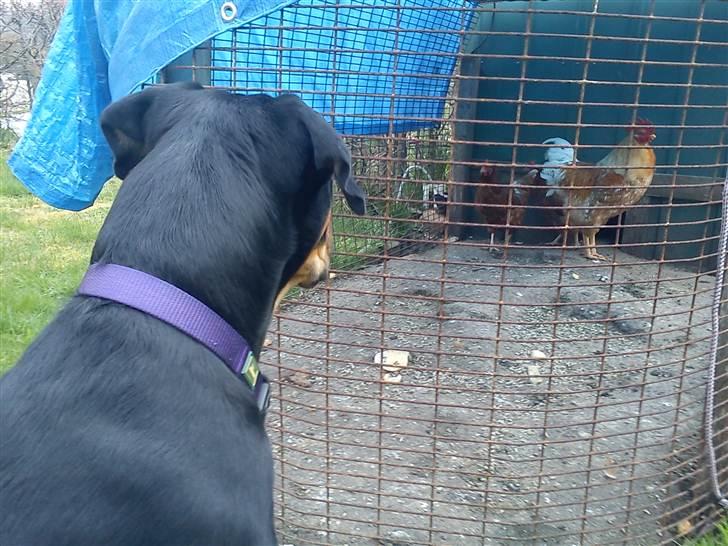 Blanding af racer Hunden ( rotte/cc ) - go daw høns :D billede 3