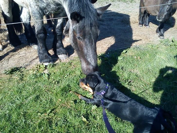 Blanding af racer Hunden ( rotte/cc ) - og lige et davser til hestene billede 4