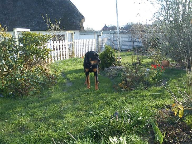 Blanding af racer Hunden ( rotte/cc ) billede 5