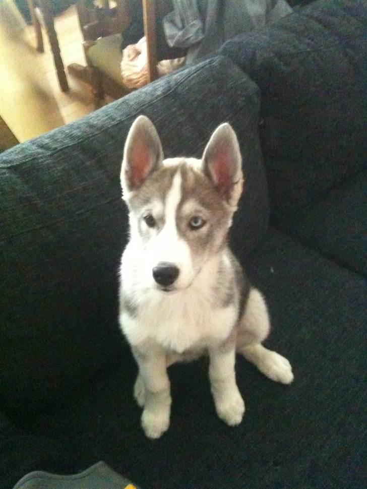 Siberian husky Emma - Saa fin hun sidder i sofaen .  billede 17