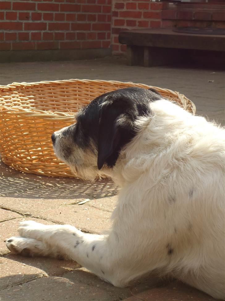 Blanding af racer Perle;i<3 billede 11