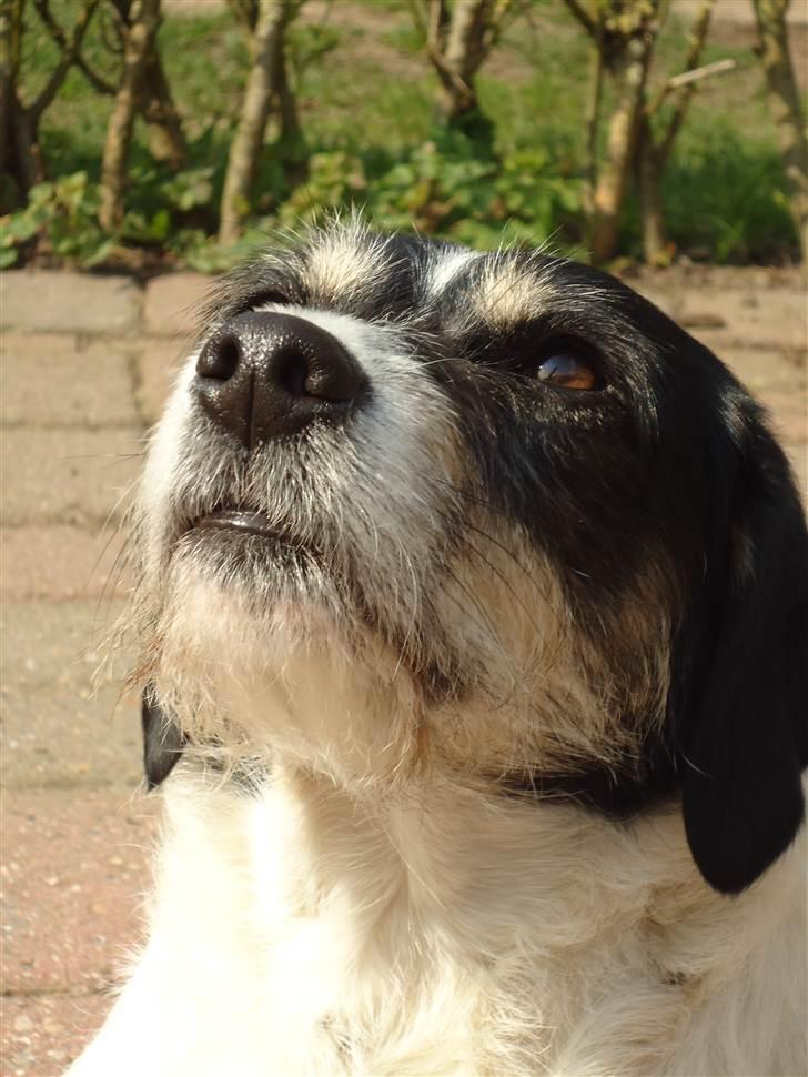 Blanding af racer Perle;i<3 billede 12