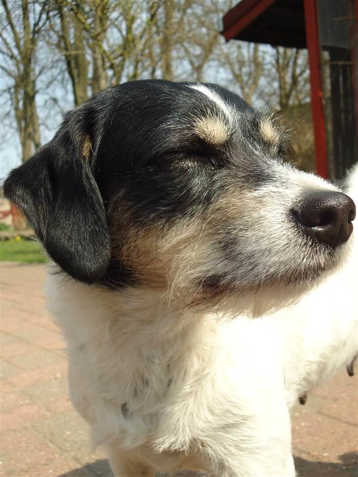 Blanding af racer Perle;i<3 billede 13