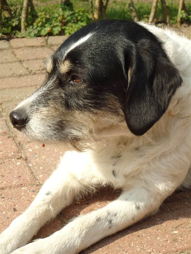 Blanding af racer Perle;i<3 billede 14