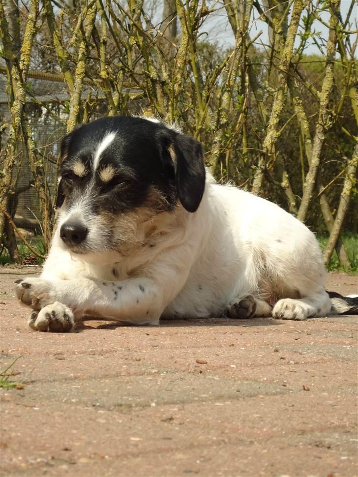 Blanding af racer Perle;i<3 billede 15