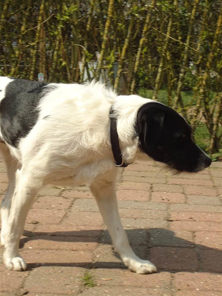 Blanding af racer  - VAX-hansjørgen <3 billede 16