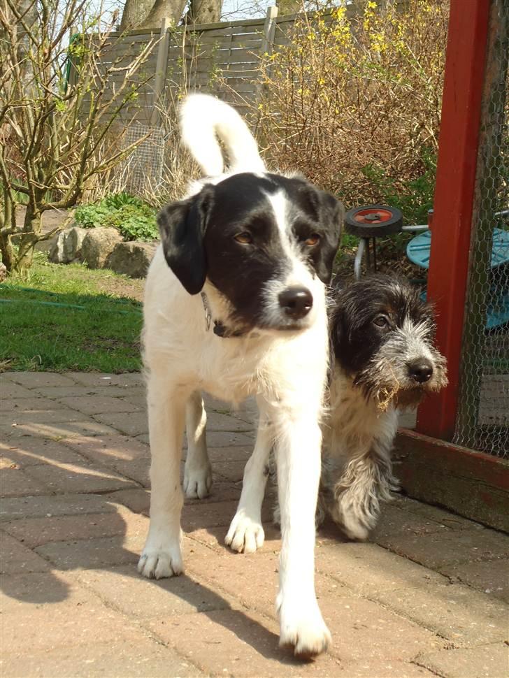 Blanding af racer  - VAX-hansjørgen <3 billede 17