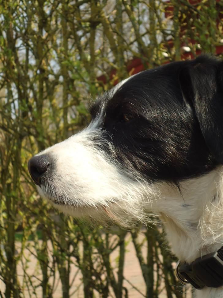 Blanding af racer  - VAX-hansjørgen <3 billede 18