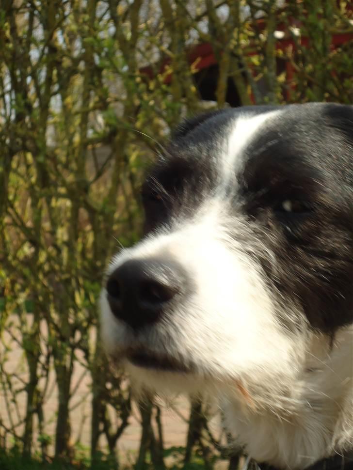 Blanding af racer  - VAX-hansjørgen <3 billede 19