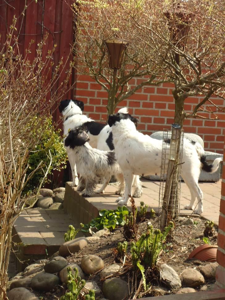 Blanding af racer  - VAX-hansjørgen <3 billede 20