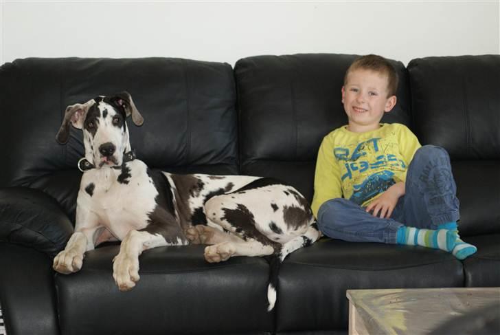 Grand danois Kato billede 15