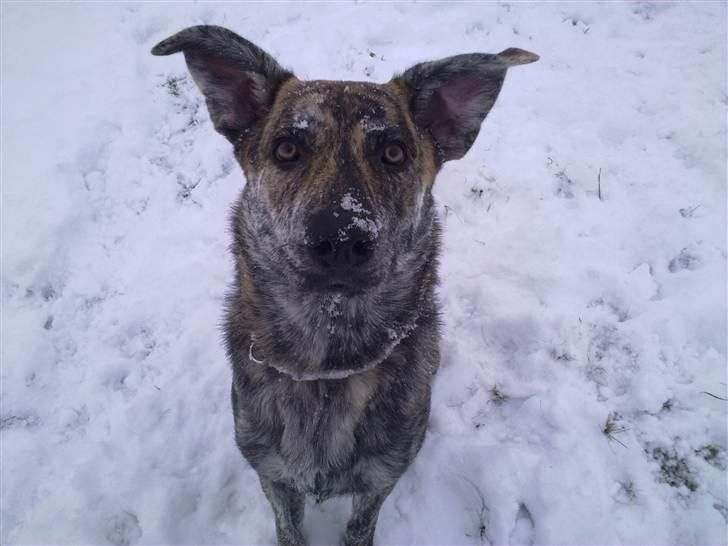 Blanding af racer - Lalaki! :* billede 9