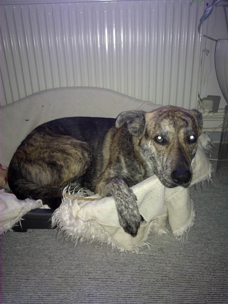 Blanding af racer - Lalaki! :* billede 10