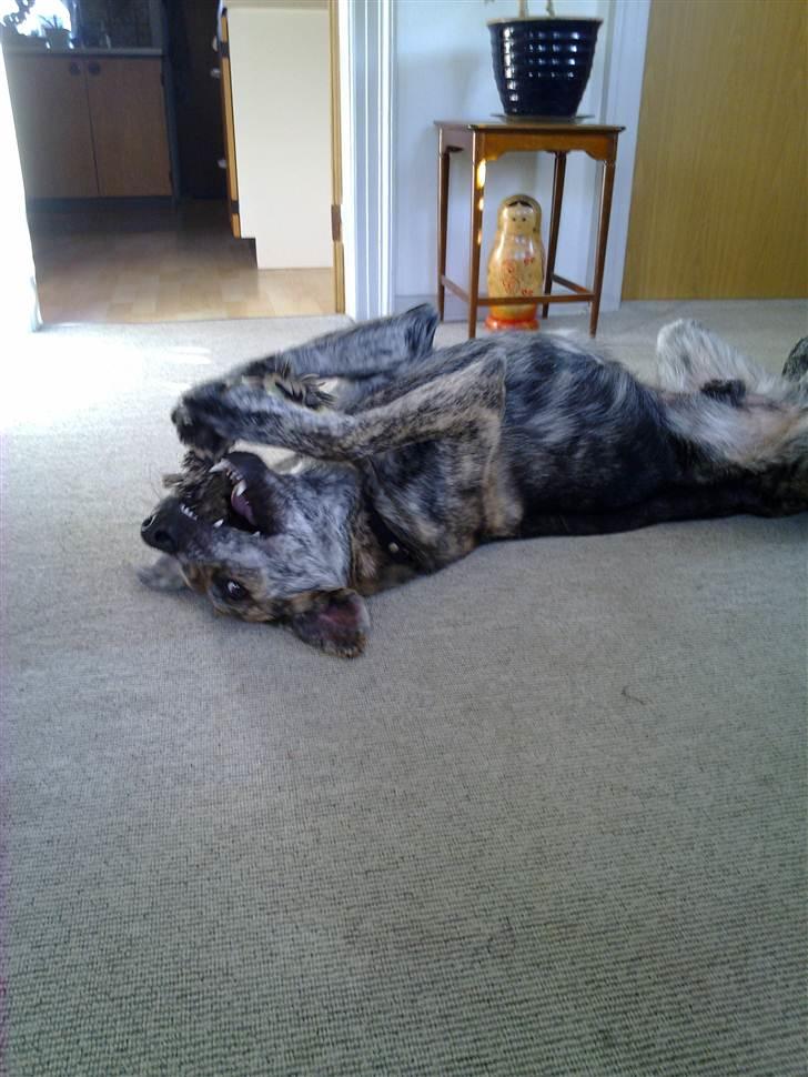 Blanding af racer - Lalaki! :* billede 11