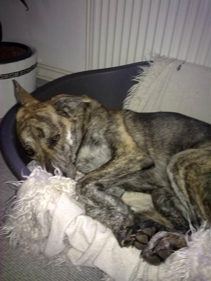 Blanding af racer - Lalaki! :* billede 12