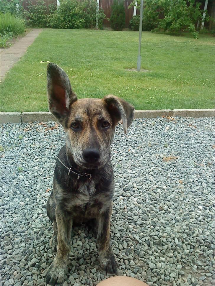 Blanding af racer - Lalaki! :* billede 13