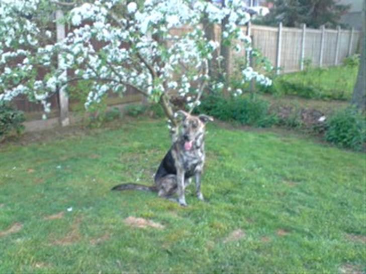 Blanding af racer - Lalaki! :* billede 14