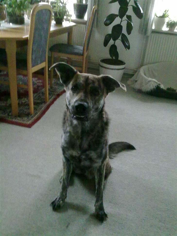 Blanding af racer - Lalaki! :* billede 15