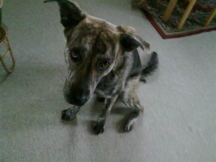 Blanding af racer - Lalaki! :* billede 16