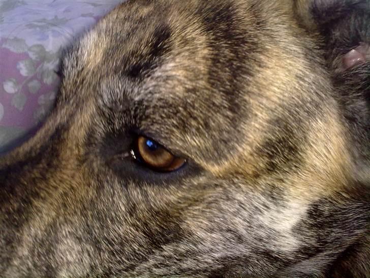 Blanding af racer - Lalaki! :* billede 18