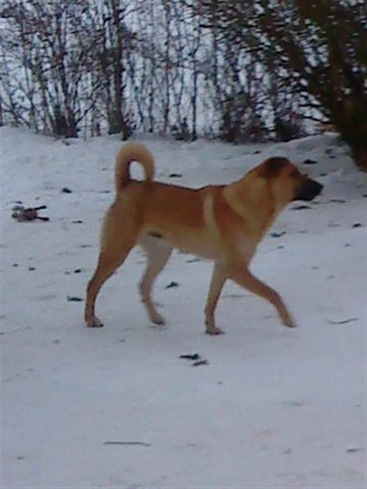 Blanding af racer Batman AKA Batte billede 2