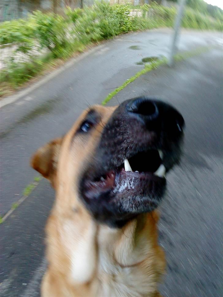 Blanding af racer Batman AKA Batte billede 4