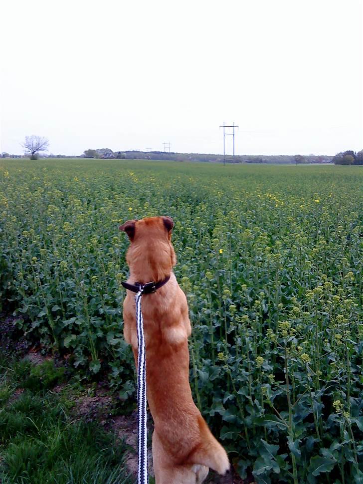 Blanding af racer Batman AKA Batte billede 5