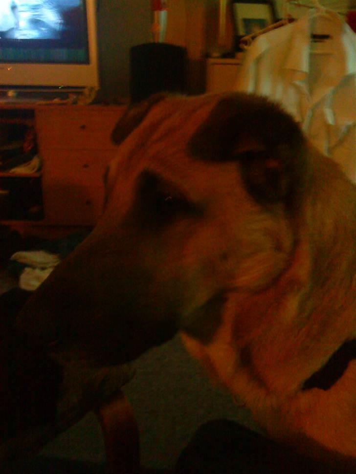 Blanding af racer Batman AKA Batte billede 6