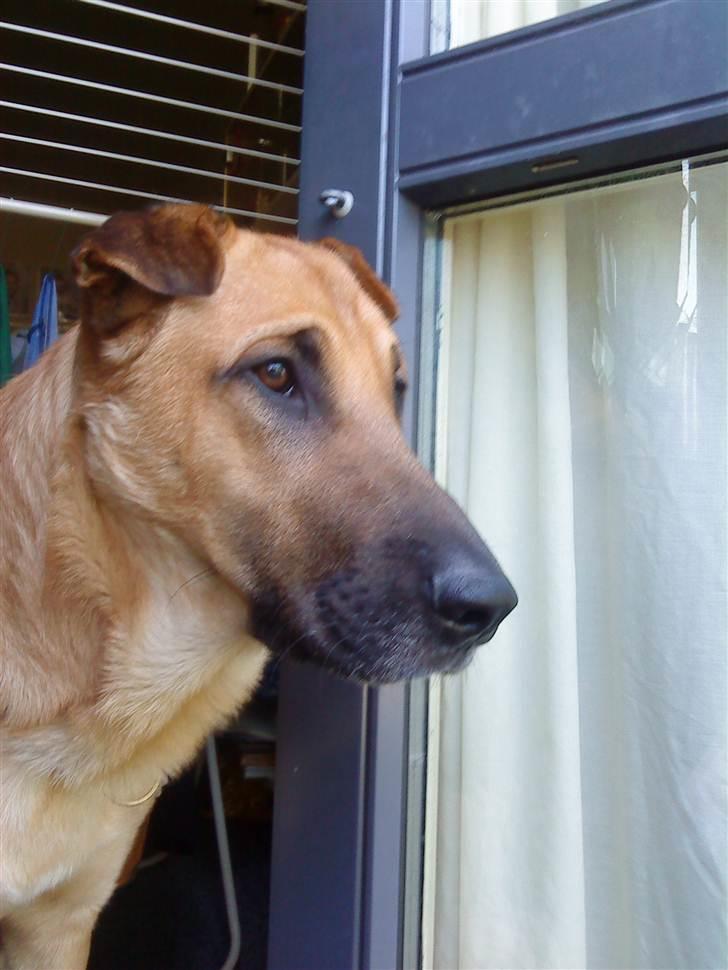 Blanding af racer Batman AKA Batte billede 7