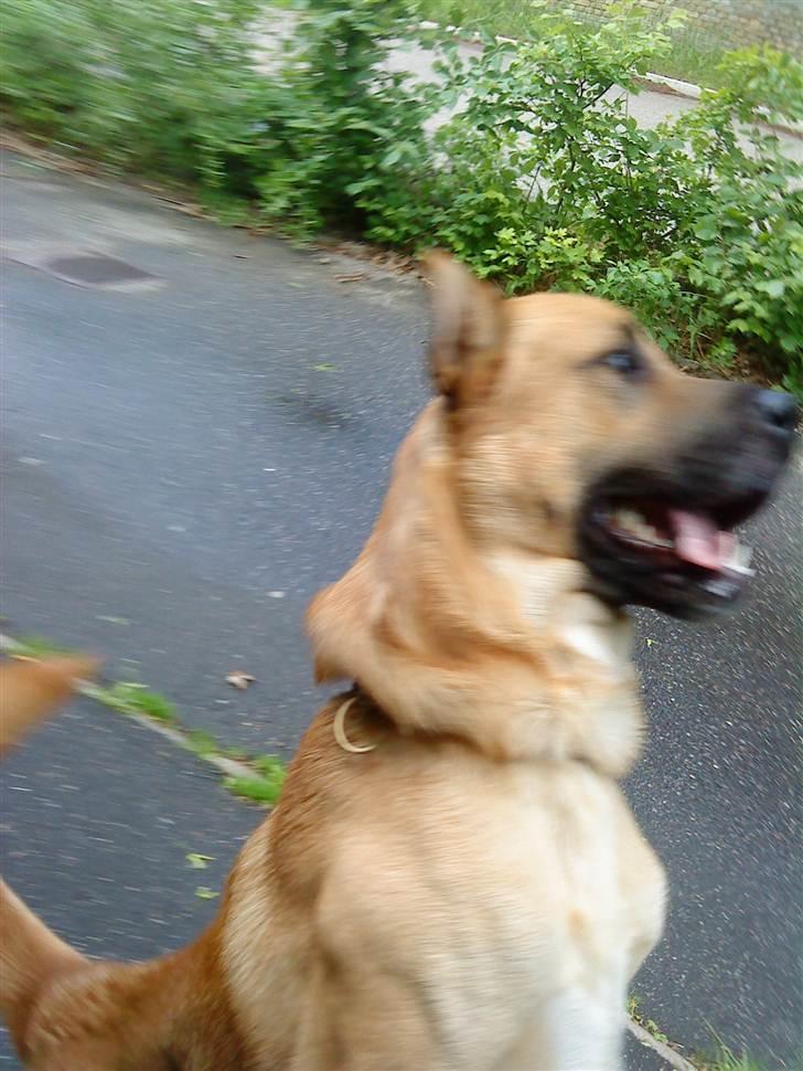 Blanding af racer Batman AKA Batte billede 8