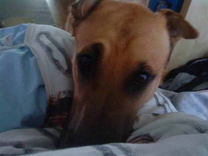 Blanding af racer Batman AKA Batte billede 9