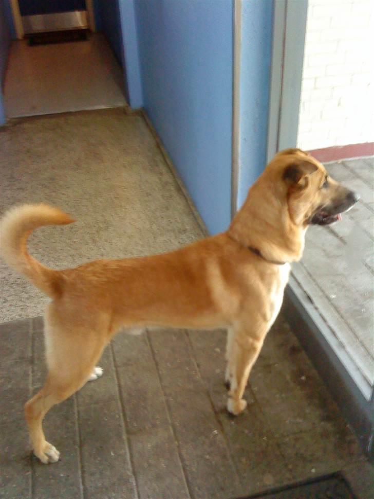 Blanding af racer Batman AKA Batte billede 10