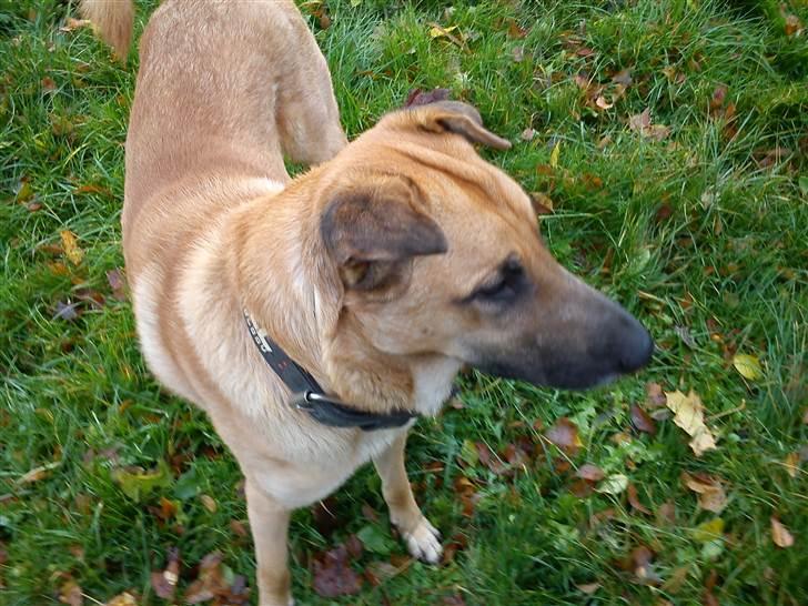 Blanding af racer Batman AKA Batte billede 12