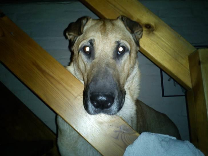 Blanding af racer Batman AKA Batte billede 13