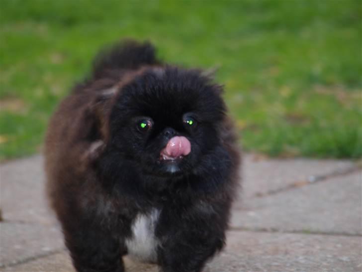 Pekingeser Cita AKA Bulldozeren - D. 20.04.11 billede 13