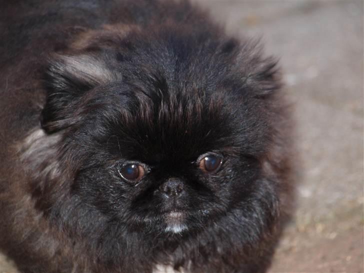 Pekingeser Cita AKA Bulldozeren - D. 20.04.11 billede 14