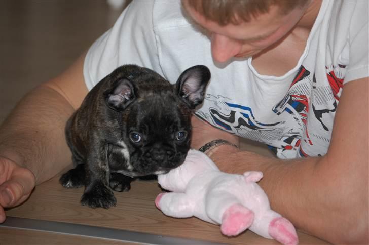 Fransk bulldog Payton <3 billede 4