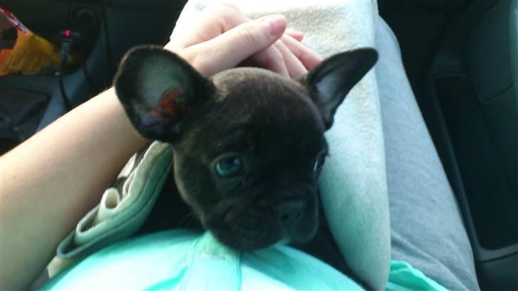 Fransk bulldog Payton <3 - Da vi hentede hende hjem :D billede 3
