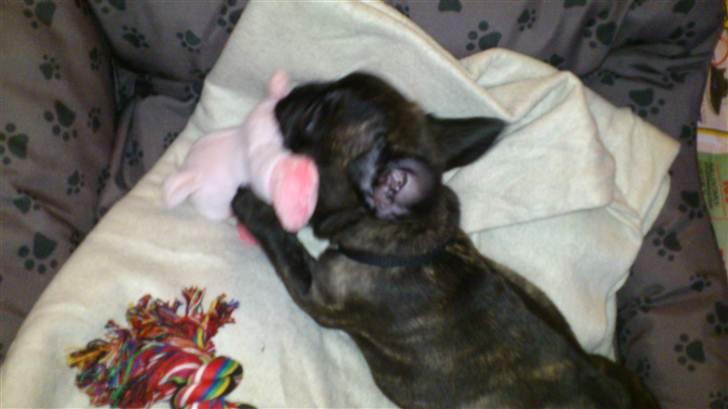 Fransk bulldog Payton <3 - Første dag hos os "Øffe" var bar yndlings fra første dag :D billede 5