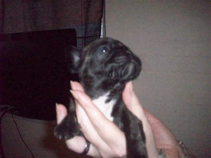 Fransk bulldog Payton <3 billede 6