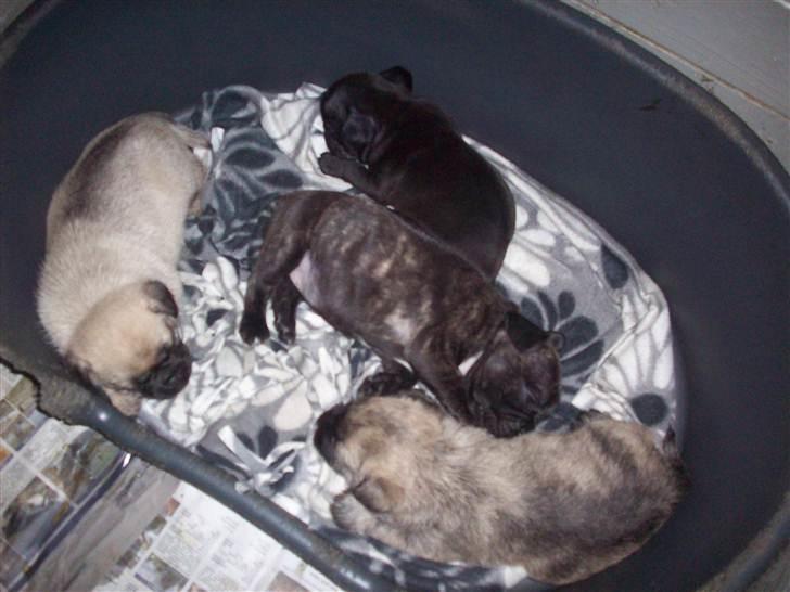 Fransk bulldog Payton <3 - Mig og min søster og bonus søskende :D billede 8