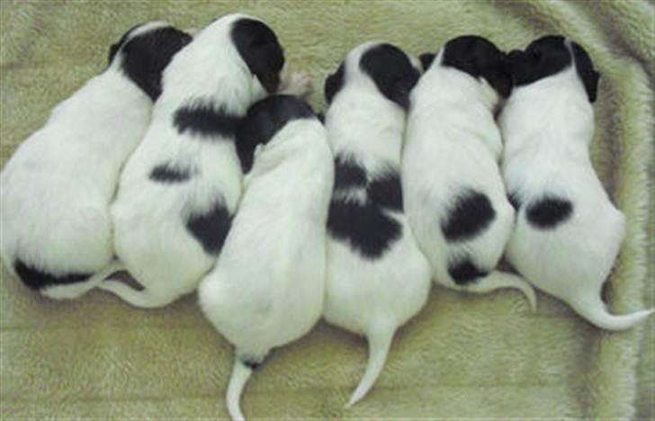 Papillon Kalua - Hvalpe kuld født 24/3-2011 - flere er til salg billede 14