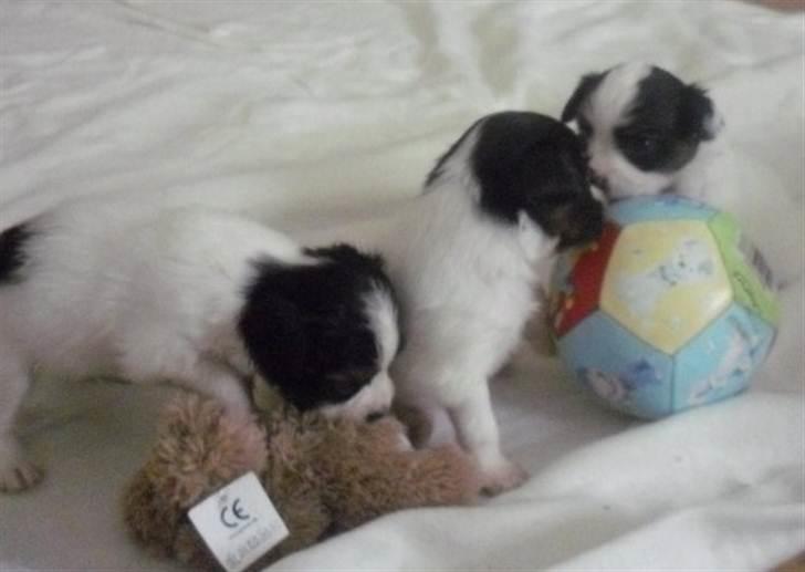 Papillon Kalua - Mine fatastisk smukke-søde hvalpe - flere er til salg . billede 15