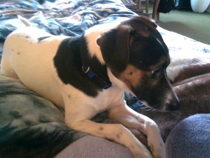 Dansk svensk gaardhund Futte - Bare far snart kommer hjem fra arbejdet billede 1