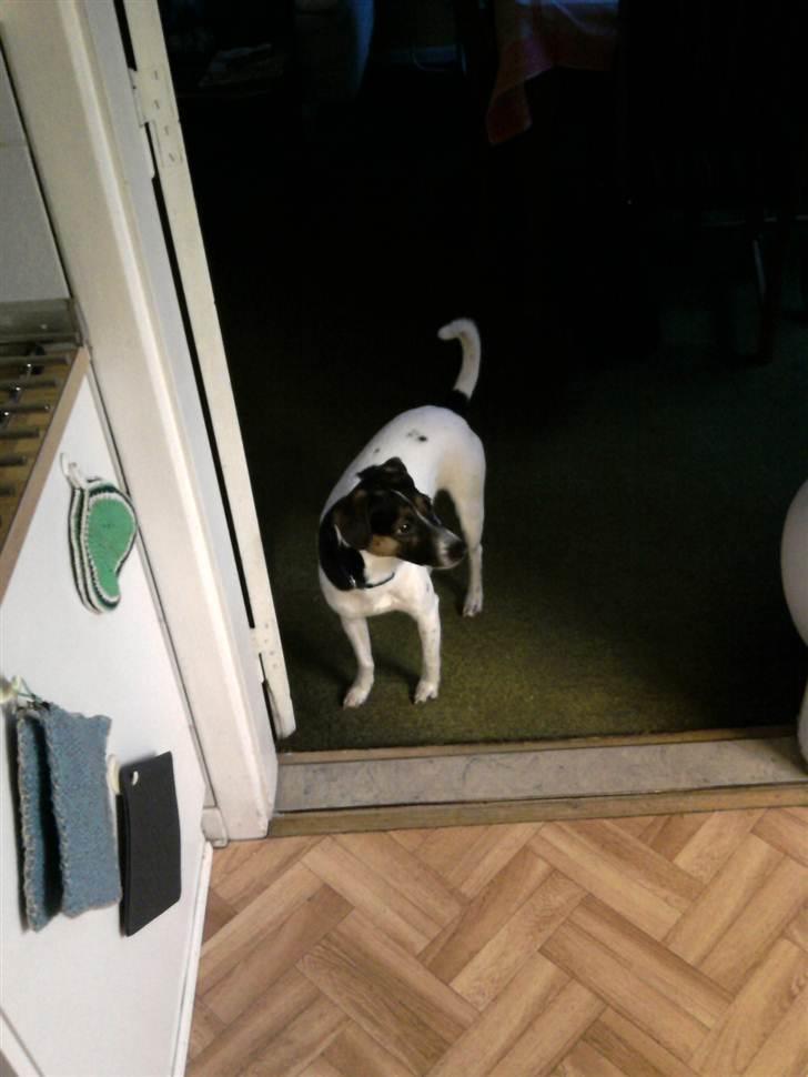 Dansk svensk gaardhund Futte - Følger godt med i køkkenet, hvis der skulle være en godbid billede 2