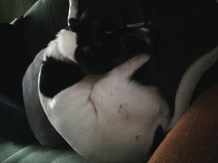 Dansk svensk gaardhund Futte - Skønt at slumre i sofaen billede 3