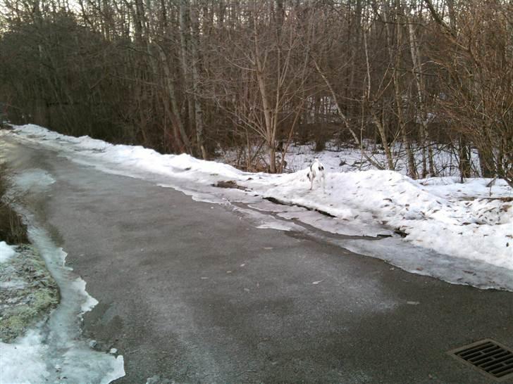 Dansk svensk gaardhund Futte - Dejligt at komme ud at løbe i skoven billede 4