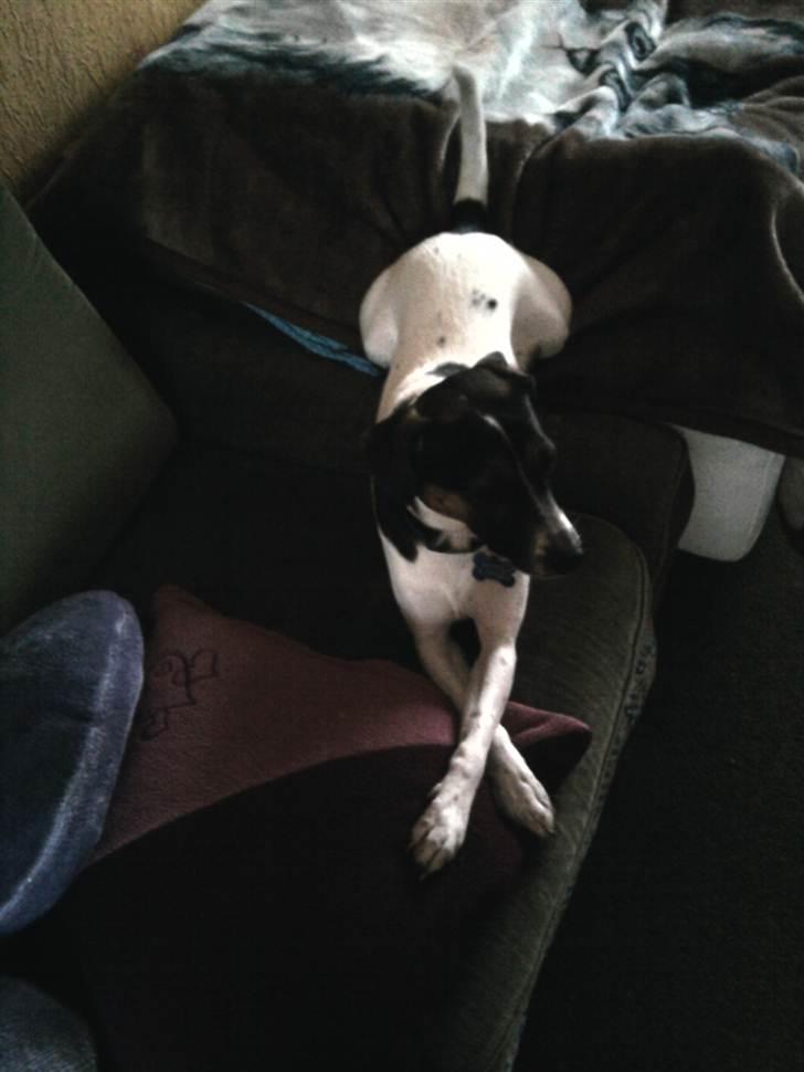 Dansk svensk gaardhund Futte - Nyder bare livet billede 5